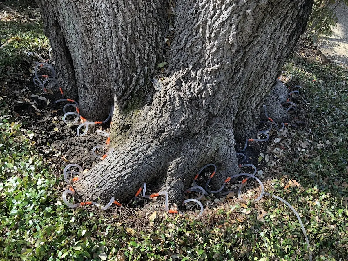Detailed Tree Cabling and Bracing job site in Eagle River