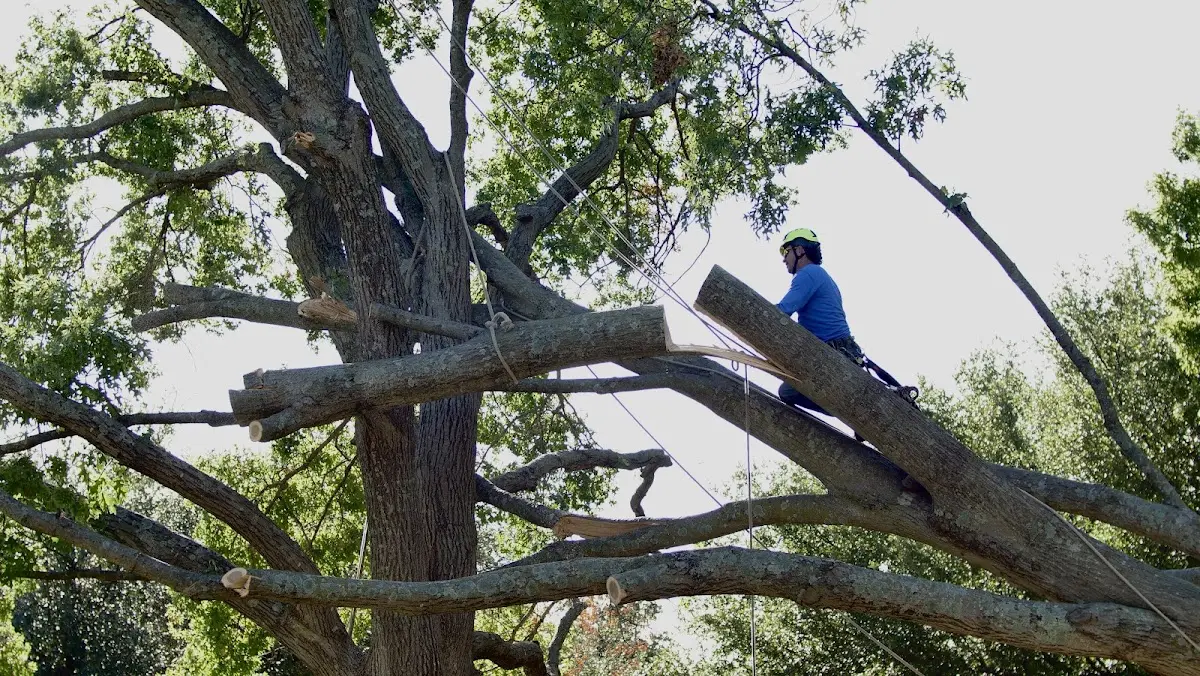 Professional Hazardous Tree Removal performed by certified arborists in Eagle River